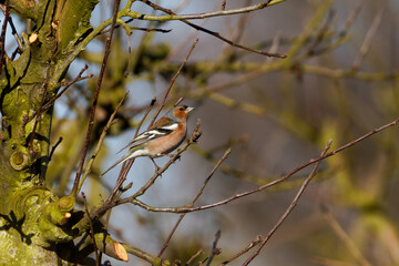 The true finches are small to medium-sized passerine birds in the family Fringillidae.
