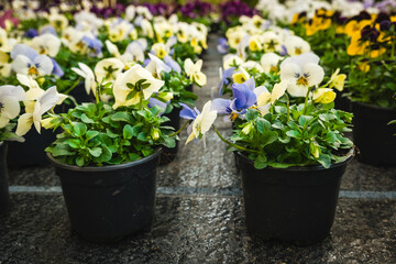 Vibrant pansies blooming in flowerpots at a bustling garden center during springtime
