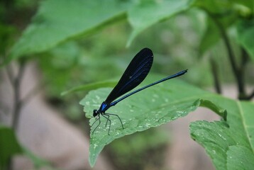 A stunning blue dragonfly perched on a leaf