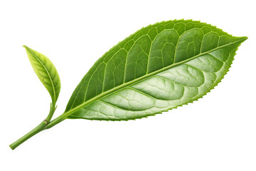Obraz premium green leaf on white background