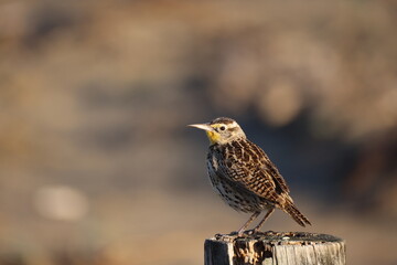 Western Meadowlark in Golden Gate Beach, San Francisco, California.
