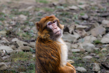 Barbary Macaque Macaca Sylvanus Sitting on Rocky Ground. A Barbary macaque sitting on rocky ground, looking towards the camera.