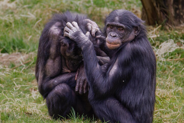 Bonobos, Pan paniscus Grooming in Natural Habitat. Two bonobos grooming each other in a grassy area, displaying social behavior.