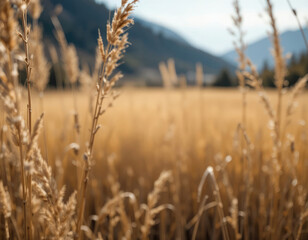 Fototapeta premium Golden Grass Field with Mountain Backdrop and Sunny Haze Landscape