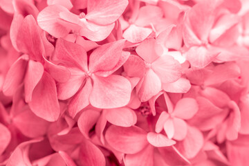 Pink flowers close up. Bouquet of red flowers. City flower beds, a beautiful and well-groomed garden with flowering bushes.