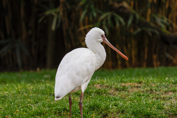 African spoonbill (Platalea alba), Bird on Grass. A white spoonbill bird standing on green grass with a blurred natural background.