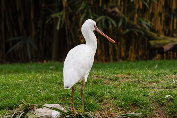 African spoonbill (Platalea alba), Bird on Grass. A white spoonbill bird standing on green grass with a blurred natural background.