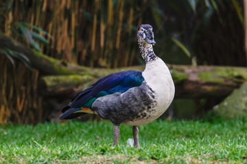 Muscovy Duck with Iridescent Feathers. A Muscovy duck standing on grass with a blurred natural background, showcasing its distinctive black and white speckled head and iridescent blue-green feathers.