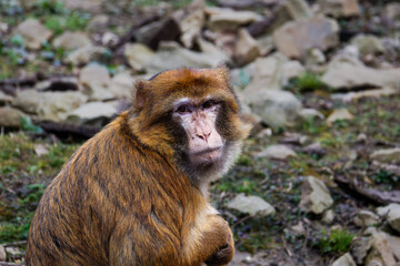 Barbary Macaque, Macaca Sylvanus on Rocky Terrain. A Barbary macaque sitting on rocky ground, looking towards the camera. The monkey has a brown and tan fur coat