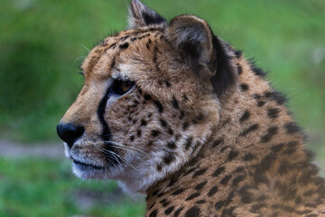 Black and White Cheetah Profile Portrait. Black and white close-up of a cheetah's face in profile, showcasing its distinctive spots and markings.