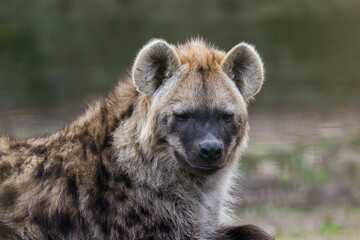 Naklejka premium Close-up Portrait of a Spotted Hyena. Close-up of a spotted hyena with a blurred natural background.