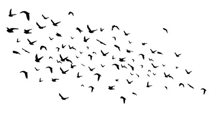Flying birds silhouette flock. hand drawing. Not AI. Vector illustration.
