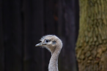 Close-up Portrait of a Rhea Bird. Close-up of a rhea bird with a blurred dark background and tree trunk. Nandoe bird