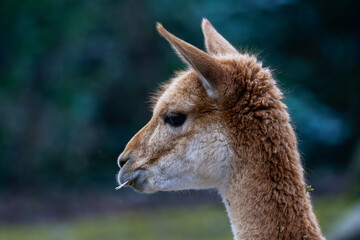 Close-up Portrait of a Vicuña. Close-up of a vicuña with a blurred natural background.