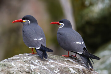 Inca Terns Perched on a Rock. Two Inca terns, larosterna inca with distinctive red beaks and white mustache-like markings perched on a rock.