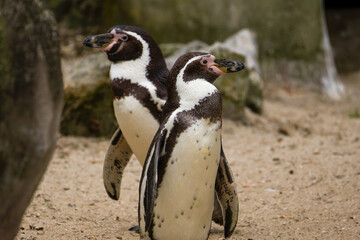 Fototapeta premium Two Penguins on Sandy Ground. Two penguins, Spheniscus humboldti standing on sandy ground with rocks in the background.