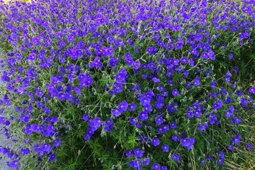 Dense cluster of vibrant purple flowers blooming in a sunny garden setting Purple flowers tightly packed, creating a bold and colorful display in a lush outdoor area