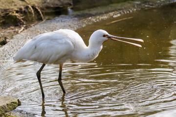 White Spoonbill Bird in Shallow Water. A white spoonbill bird standing in shallow water with its beak open.