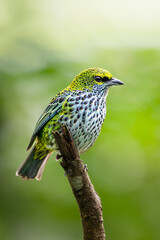 The speckled tanager, Ixothraupis guttata, is a medium-sized passerine bird.