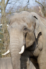 Obraz premium Close-Up of Asian Elephant with Tusks. Close-Up of Asian Elephant with Tusks