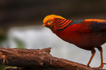 Golden Pheasant, Chrysolophus pictus, Close-Up with Vibrant Plumage. Close-up of a Golden Pheasant with vibrant yellow and red plumage against a dark background.