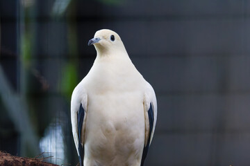 Close-Up of a silver-tipped imperial pigeon (Ducula luctuosa), also known as the white imperial pigeon or white-tipped imperial pigeon, with a blurred background