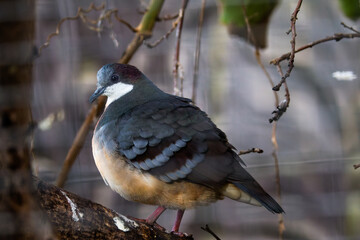 Colorful luzon bleeding-heart, gallicolumba luzonica. Perched on a Branch. A colorful bird perched on a branch with a blurred natural background.