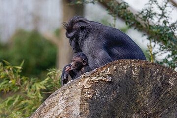 Mother and Baby Monkey in Natural Habitat. A black monkey sitting on a log, gently interacting with a baby monkey. The scene is set in a natural environment with greenery in the background.