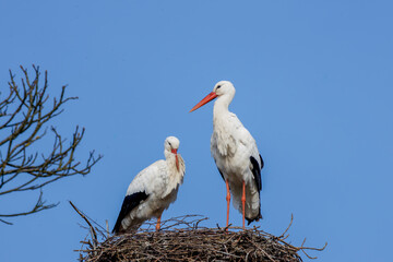 White Storks, Ciconia ciconia Perched on Nest Under Blue Sky. Two storks standing on a nest against a blue sky.