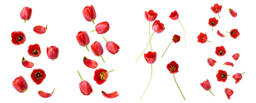 red tulip flowers set png. tulip flower isolated. red tulip flowers falling png. spring time bloom of tulips flying isolated
