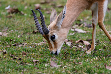Gazelle, gazella dorcas Grazing on Grass. A dorcas gazelle with curved horns grazes on green grass, surrounded by fallen leaves.