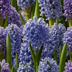 Purple Hyacinths in Bloom After Rain