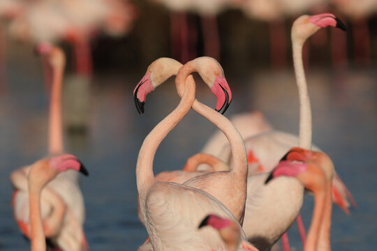 Pink flamingos during mating ritual in French Camargue