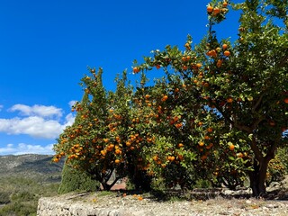 Summer vibe tangerine tree fruits vitamin C immunity summer orange juice. High quality photo