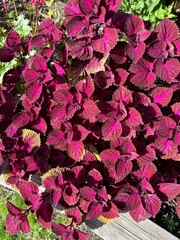 Coleus