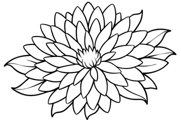 Fototapeta premium aster flower line art silhouette vector illustration