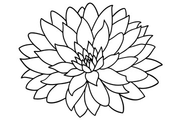 Obraz premium aster flower line art silhouette vector illustration