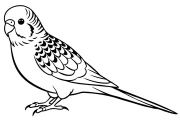 budgerigar line art silhouette vector illustration