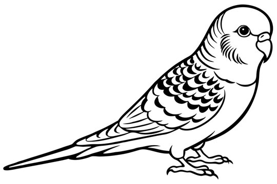 budgerigar line art silhouette vector illustration