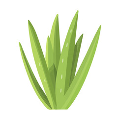 Simple flat 2D icon Aloe vera branch isolated on transparent background, vector, flat design, animation design, simple flat 2D icon, minimalist design, clipart, illustration