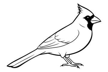 cardinal line art silhouette vector illustration