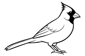 Obraz premium cardinal line art silhouette vector illustration