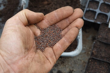 man's hand holding cauliflower seeds for sowing in seedbed. cauliflower seeds for cultivation