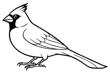 cardinal line art silhouette vector illustration