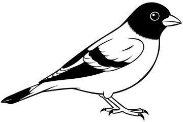 chaffinch line art silhouette vector illustration