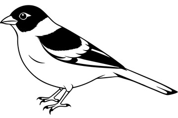 chaffinch line art silhouette vector illustration