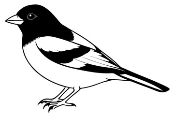 chaffinch line art silhouette vector illustration