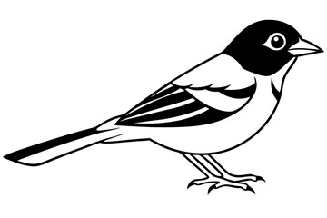chaffinch line art silhouette vector illustration