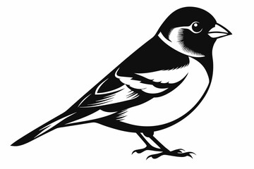 chaffinch line art silhouette vector illustration