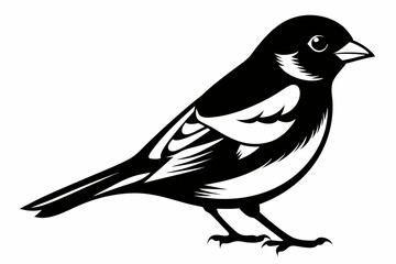 Obraz premium chaffinch line art silhouette vector illustration